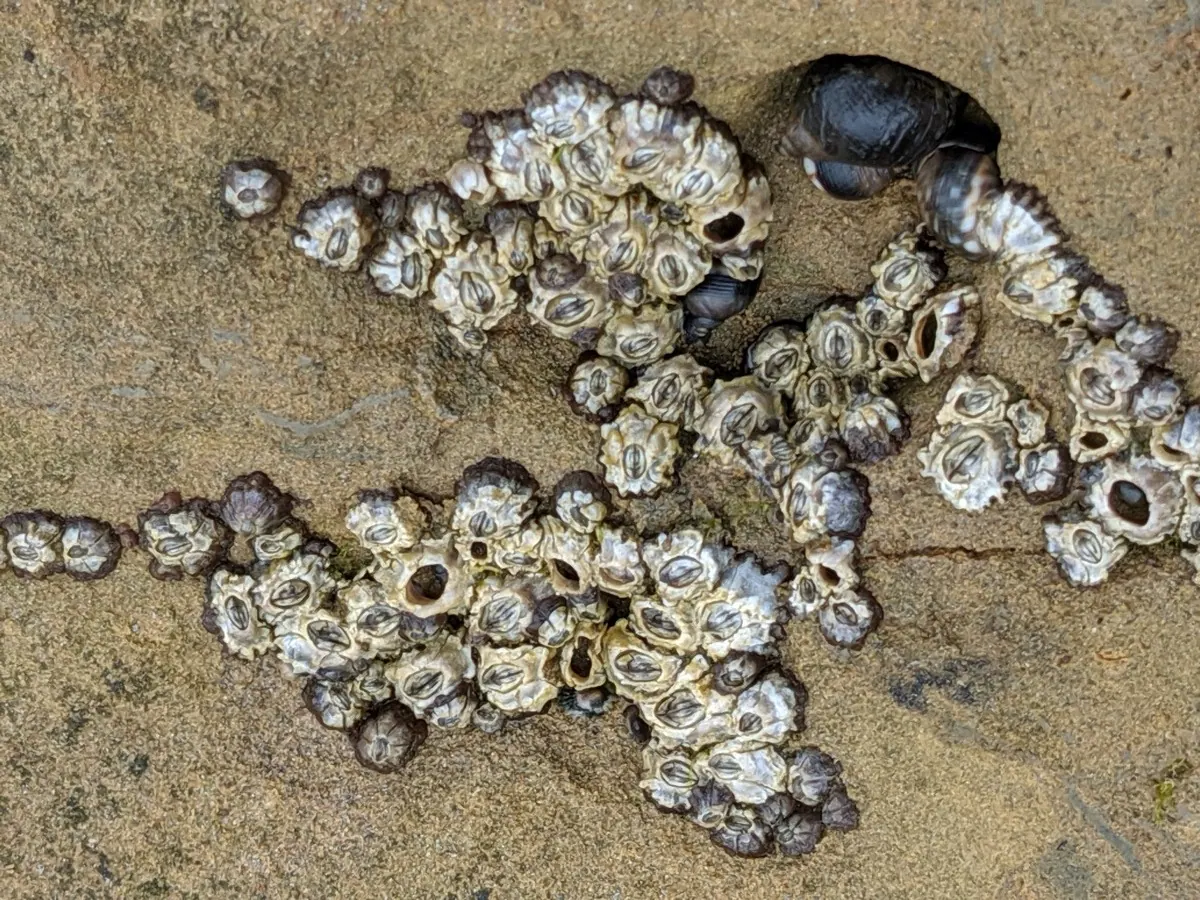 How to Remove Barnacles Without Wrecking Your Gelcoat or Paint